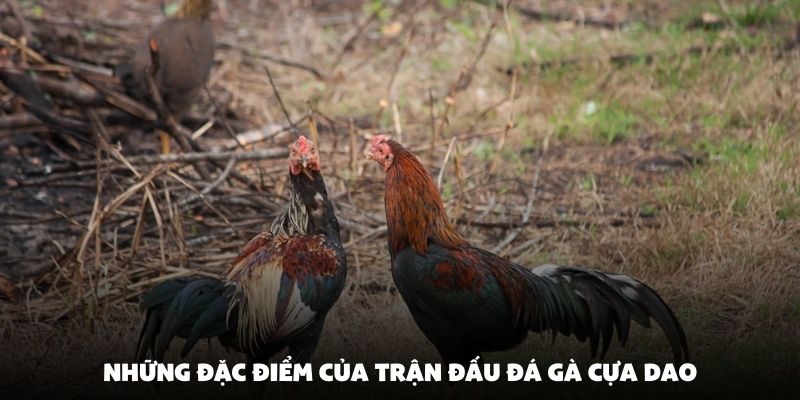Những đặc điểm của trận đấu đá gà cựa dao
